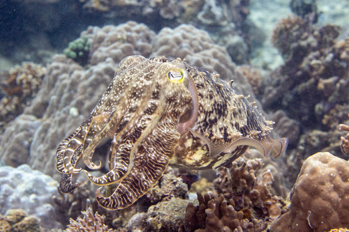 Ascarosepion latimanus