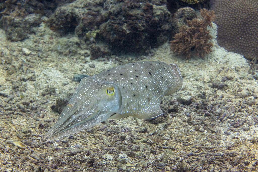 Cuttlefish