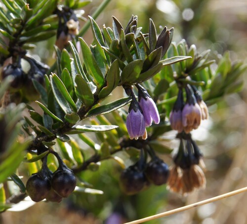 Solanum macbridei