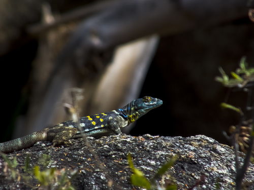 Baja California Rock Lizard