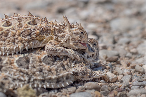 lagarto cornudo de cola plana