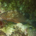 Red Grouper - Photo (c) Christian Amador Da Silva, all rights reserved, uploaded by Christian Amador Da Silva