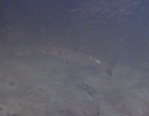 Sphyraena barracuda image