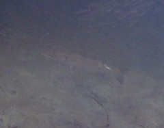 Image of Sphyraena barracuda
