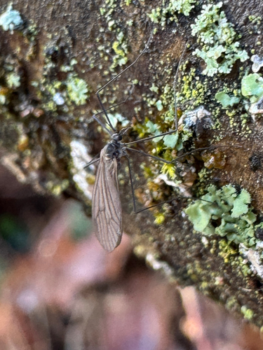 Unknown species found near Tyler State Park, US, PA