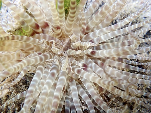 photo of Swimming Anemone (Boloceroides mcmurrichi)