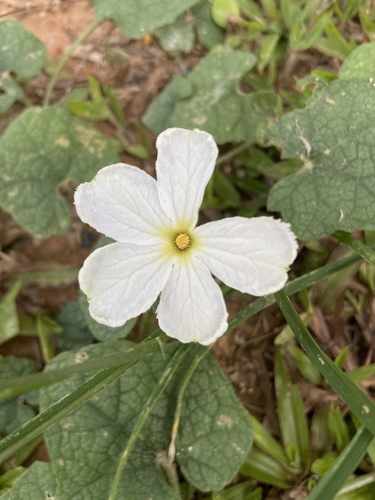 Trichosanthes scabra Lour.