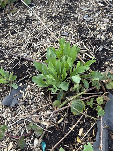 iNaturalist observation photo of Dicots