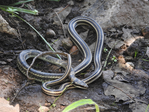 Mexican Patchnose Snake