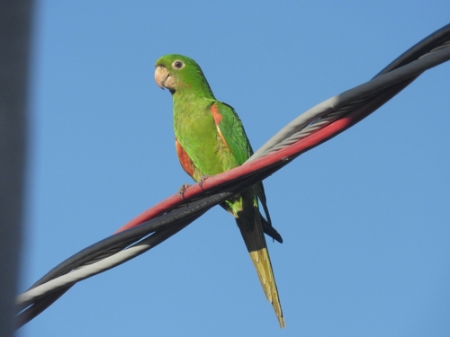 White-eyed Parakeet
