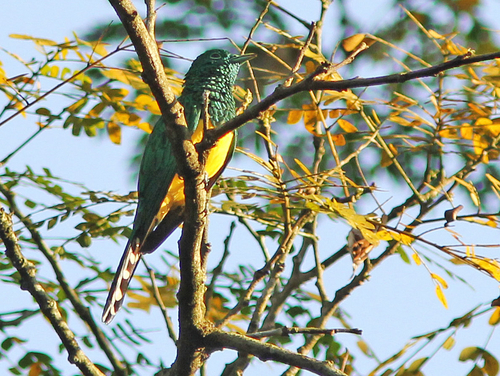 Common African Emerald Cuckoo
