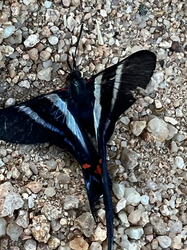 Long-tailed Metalmark