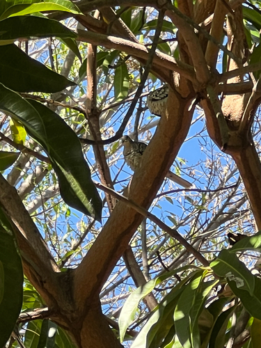 Scaled Dove