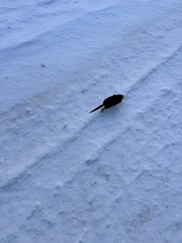 Star-nosed Mole observed by brilynnicholson