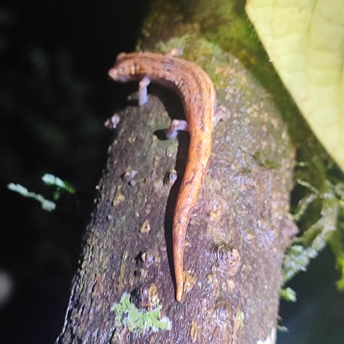 Nauta Mushroomtongue Salamander