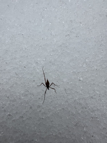 Unknown species found near Penobscot County, US-ME, US