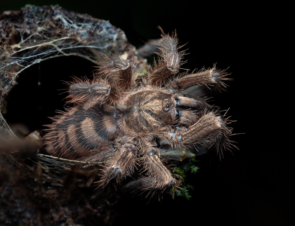 Tarantula Infested Tree Orange Tree Tarantulas in February 2025 by Andrés Better · iNaturalist
