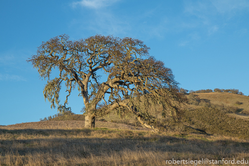 iNaturalist observation photo of oaks