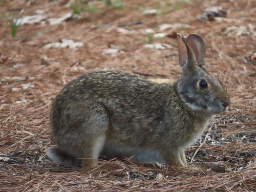 Swamp Rabbit observed by stephenbeckendorf