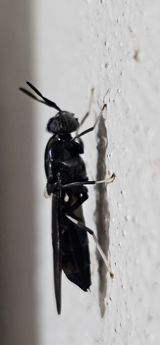 Black Soldier Fly