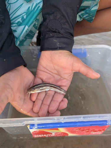 Plotosus lineatus