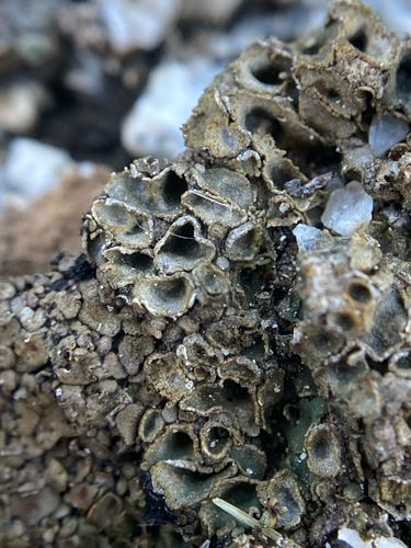 Heppia lutosa