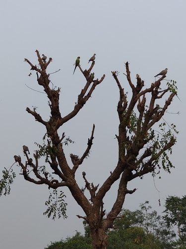 Rose-ringed Parakeet