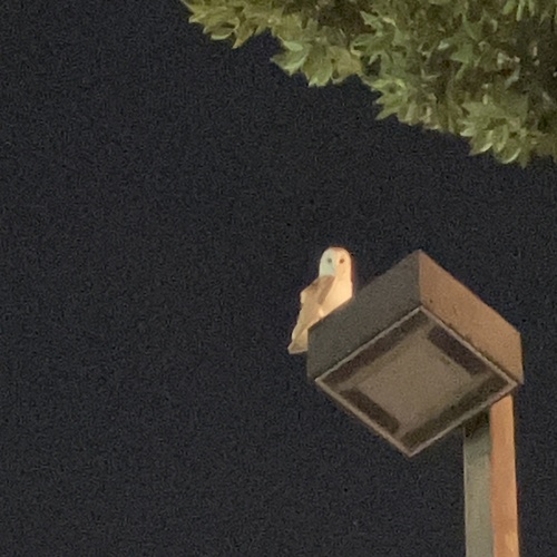 View observation of {o.common_name} on iNaturalist