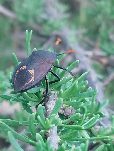 Watermelon Bug