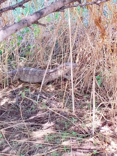 White-throated monitor
