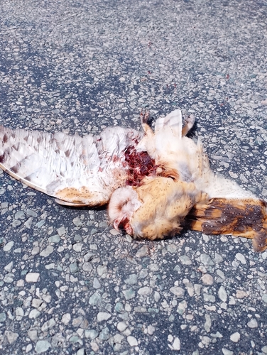 Western Barn Owl