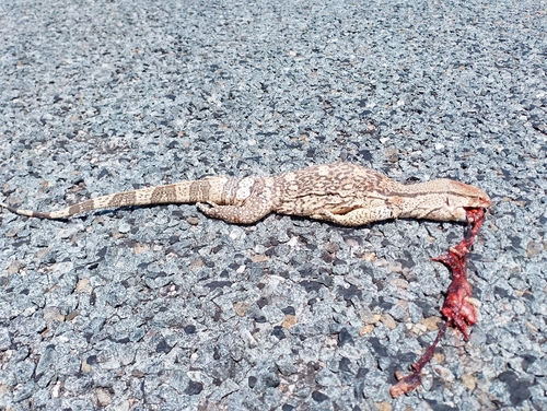 White-throated monitor