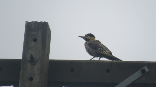 Campo Flicker