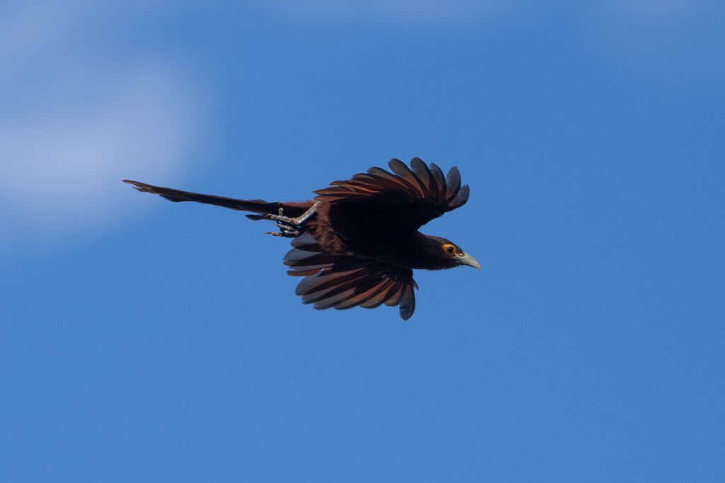 Rufous Coucal (Centropus unirufus) photo