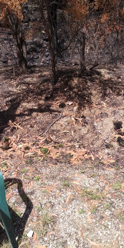 Highlands Copperhead sighting