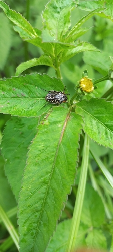 Oxythyrea podicalis