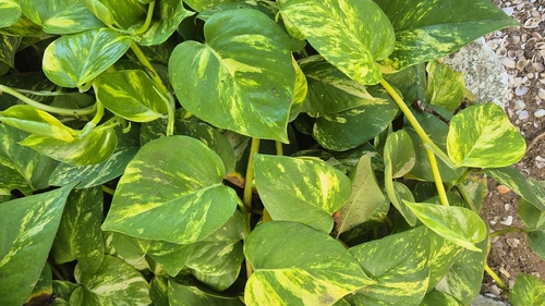 Golden Pothos
