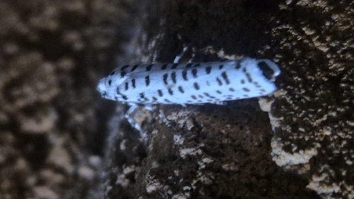Lesser Speckled Ermine