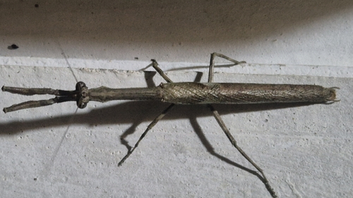 African Twig Mantis