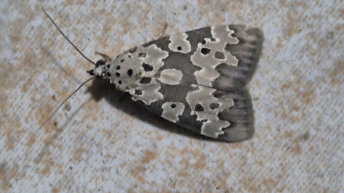 Cropped Digama