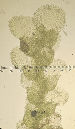 Lejeunea alaskana