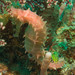 Observation photo