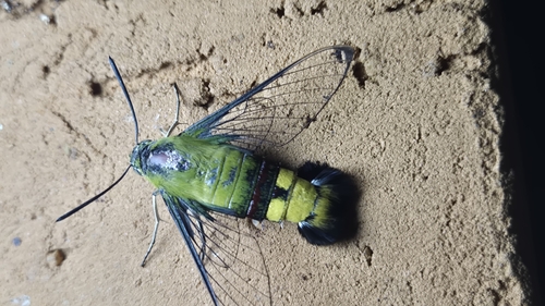 Pellucid Hawkmoth