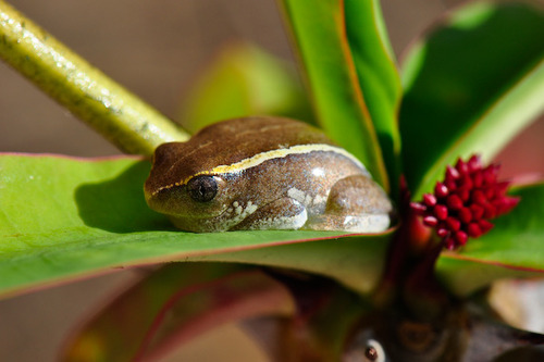 Andranolava Reed Frog