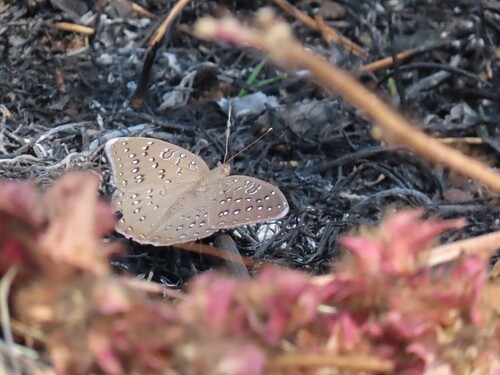 Guineafowl Butterfly