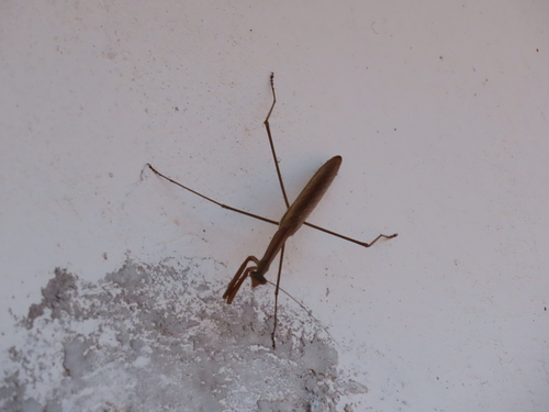 Stick Mantis