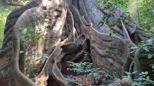 Kapok Tree