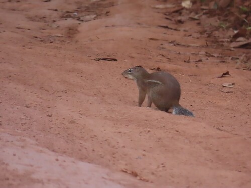 Striped Ground Squirrel