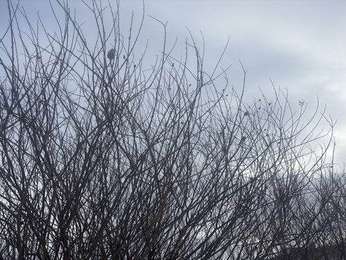 Unknown species found near Hillsdale, IL, US