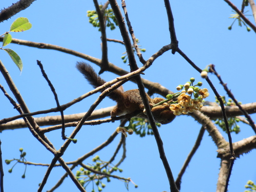 Gambian Sun Squirrel